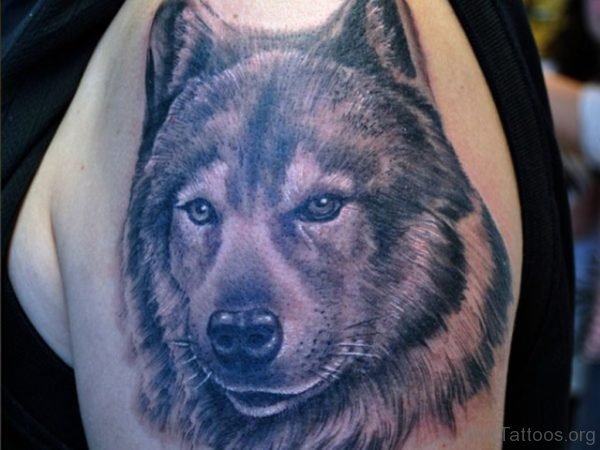 Wolf head Tattoo On Shoulder